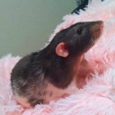 is-the-rat-video-cute