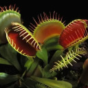 is-the-venus-flytrap-post-cute