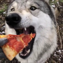 isthedogawolfdog
