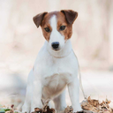 jack-russel-terrier-gapvill-blog