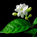 jasmine-floweredd