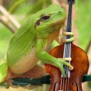 jazz-frog