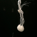 jellyfishhell avatar