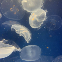 jellyfishlis