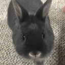 jim-da-bunny-blog