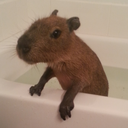 joejoe-the-capybara