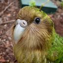 kakapo-blog
