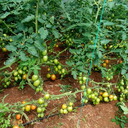 kenya-greenhouse-company-blog