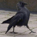 king-of-ravens