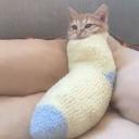kitten-with-socks