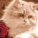 kitty-rose