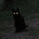 kittycat-in-the-dark