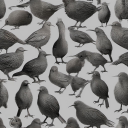 kiwibirds-blog
