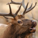 kjelg-the-elk