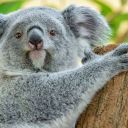 koala-arts