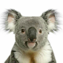 koalabuddy