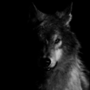 koolwolf