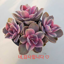korean-succulent