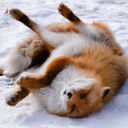 language-fox