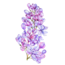 lavendar-rosemary
