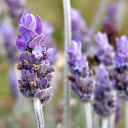 lavender--scented