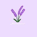 lavender-cyan