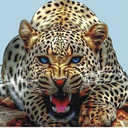 leopardnaturecamp-blog