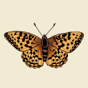 lepidopterasblog