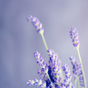 lethargic-lavender
