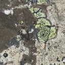 lichenisquality