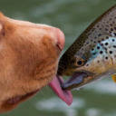 lickthefishes