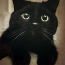 liho-the-widows-cat