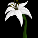 liliesdelaluna