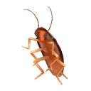 literal-roach-king