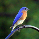 littleblue-bluebird
