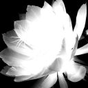 lumen-lotus
