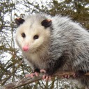 macncheese-opussum-rat