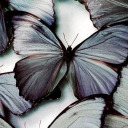 mariposa-corbeau