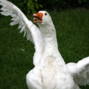 marvelous-goose