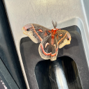 matt-the-moth