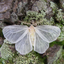 meadow-moth