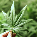 medicalmarijuana-news