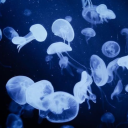 medusamago
