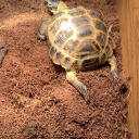michael-the-russian-tortoise