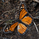 monarchofwings