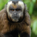 monkeytherian-blog