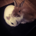 morning-bunny-blog1