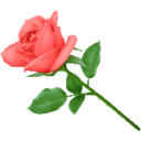 moroccan-rose avatar