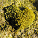 moss-and-lichen-blog