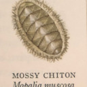 mossy-chitons